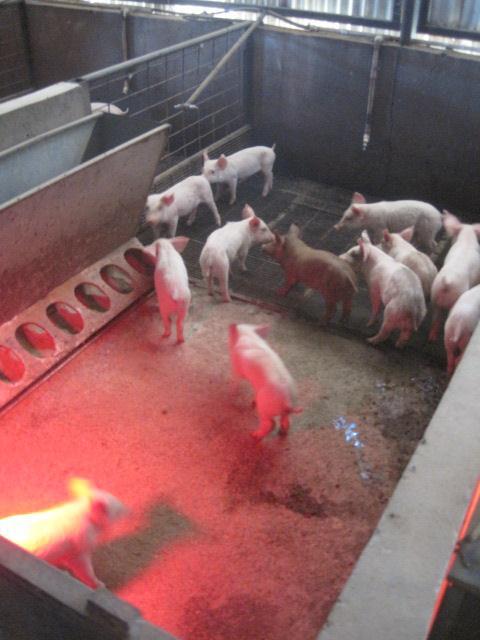 Weaner shed Weaning removing