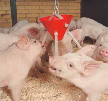 BITE RITE chewing material IKADAN BITE-RITE FOR WEANERS AND FINISHERS Bite Rite is a simple yet effective product for keeping weaners and finishers occupied, thus preventing and minimising