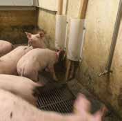 Besides turning the wood block round and pushing it vertically and horizontally, the pigs enjoy