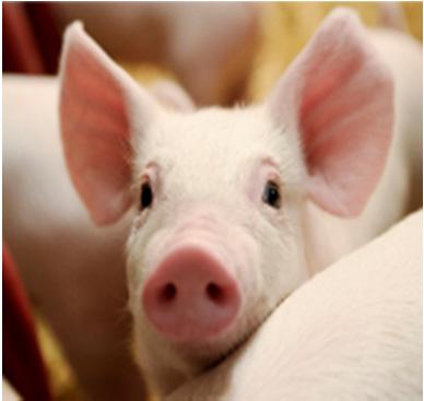 and knowledge transfer to the Danish pig industry