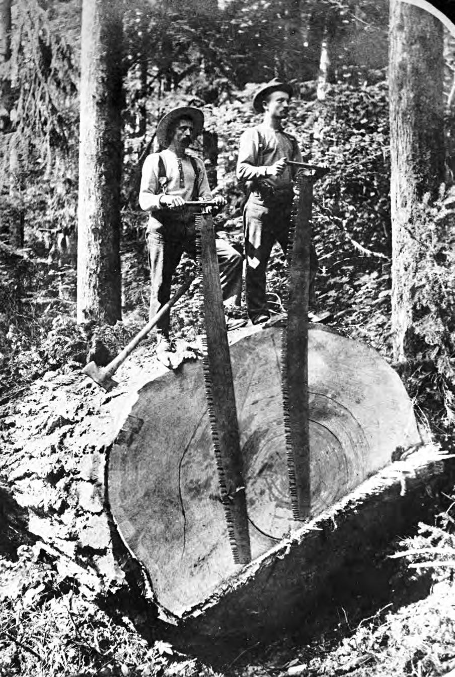 Fallers Logging Safety Oregon