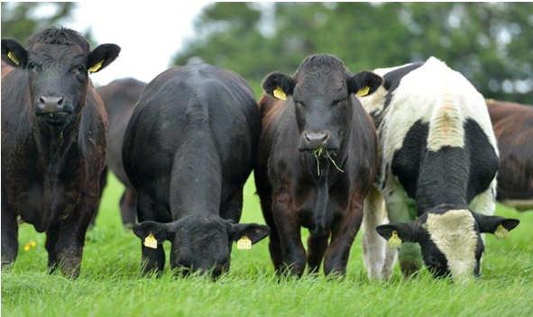 Grazing Platform Management Livestock Breeding Managing the Farm