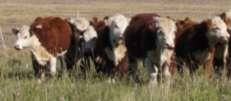 Rearing and Finishing System Male and female calf weaning going to finishing (140-160 kg LW) Feeding: natural grasslands, improvement forage, low amount supplements (150-350 Kg LW) Rearing Feeding: