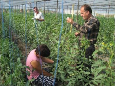 Pesticides currently used against tomato pests and diseases fail to give effective control, possibly because of the lack of resistant management protocols for pesticide use.