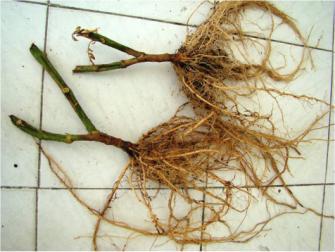 Since soil sterilization can never be complete, grafting has become an essential technique for the production of repeated crops of fruit-bearing vegetables grown in indoor areas.