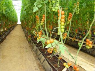 Pyrenochaeta lycopersici Shneider&Gerlach, is a disease of concern for many tomato-growing areas in greenhouses using soil as a growing substrate.