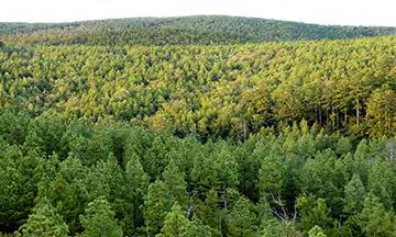 CALCULATING TIMBER VALUE County Timber Resources Despite being a smaller industry compared to the revenue produced by the Marcellus Industry, timber can produce a considerable amount of money.