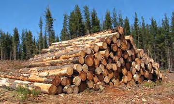 CALCULATING TIMBER VALUE Timber Value per Acre Using market data and a quarterly report produced by the Pennsylvania State University School of Forest Resources Cooperative Extension,