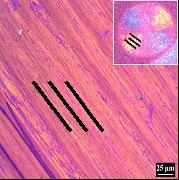 RESULTS AND DISCUSSION 3.1 Tape microstructure The liquid crystal mesophase pitch retains planar micro-domain units composed of discotic planar molecules in both its molten and solid states.
