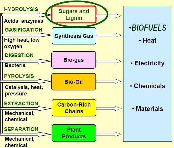 Possible Routes to Process Biomass