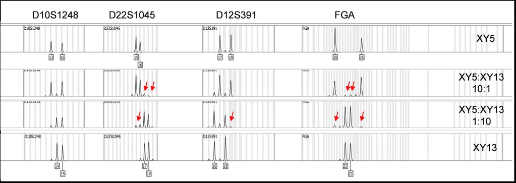 C D10S1248: Heterozygote + heterozygote, 2 overlapping allele, 2 alleles overlapping with stutter position. Minor component is covered by major component, or visible as elevated stutter.