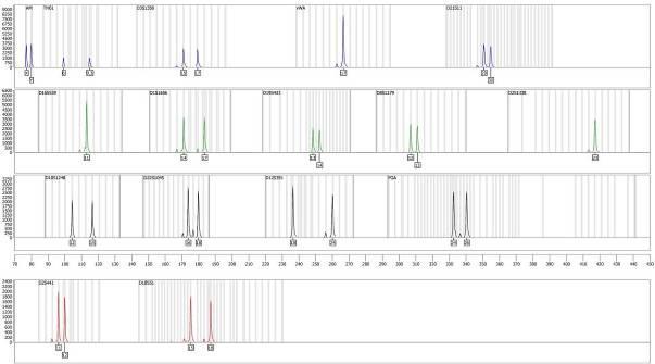 Figure 6. Reduction of PCR cycle numbers with elevated template DNA amounts. Results for the amplification of 10 ng Control DNA 9948 using 24 instead of standard 30 PCR cycles.