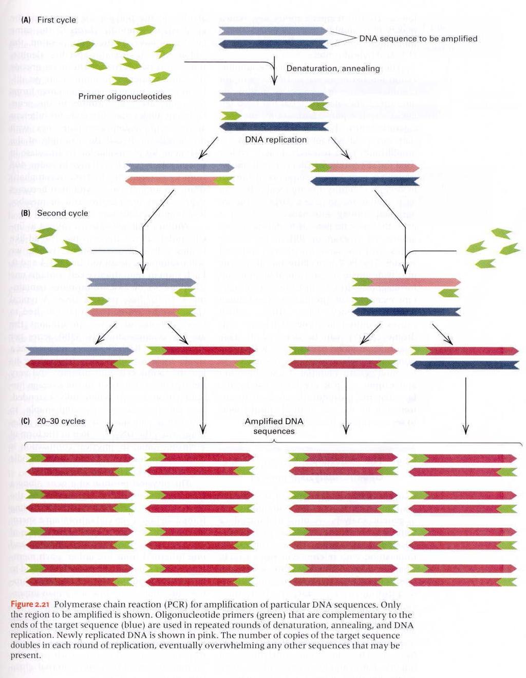 17 PCR Polymerase Chain Reaction