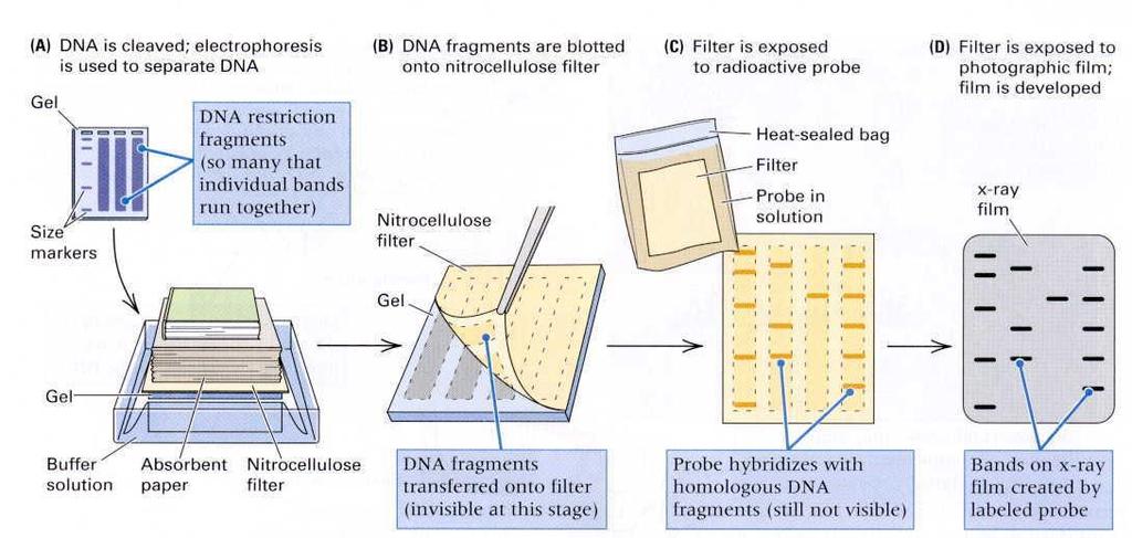 16 Nucleic Acid Hybridization Southern Blot analysis of (genomic) DNA