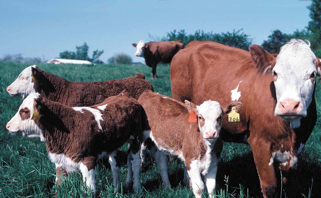 Grass-Finished Beef: Production & Marketing Photo courtesy of USDA-NRCS.