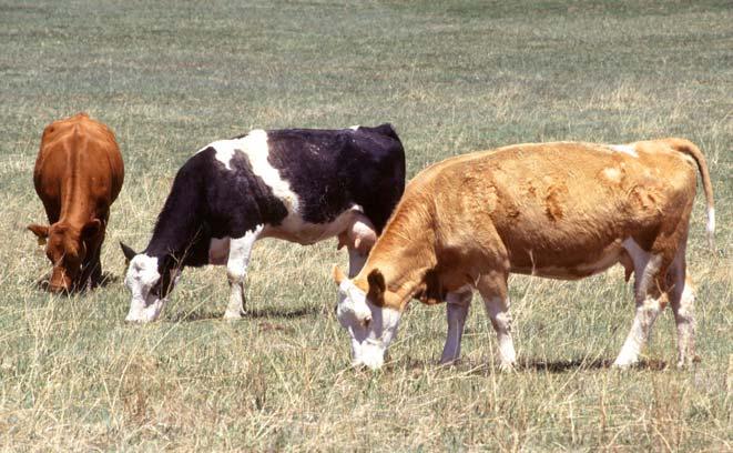 Production systems for grass-f inished beef Grass-fed vs.