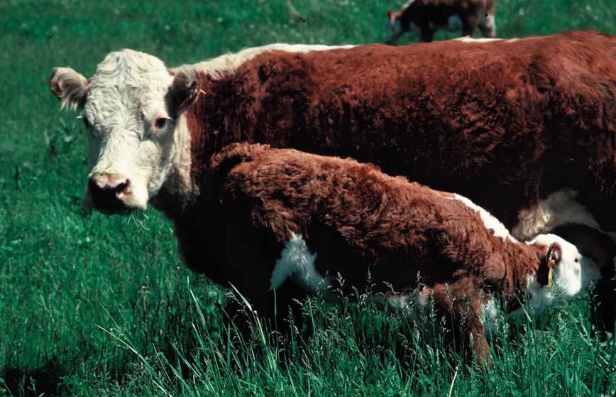 Cow-calf Stocker Grass-finishing Overview of