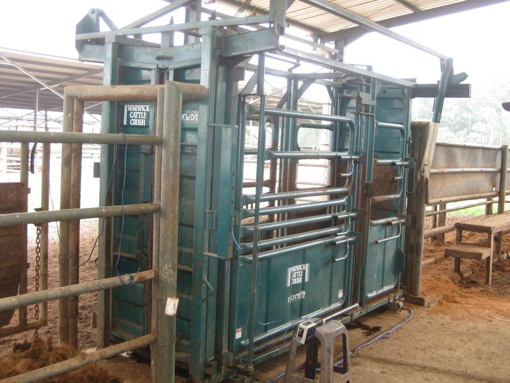 steers were gradually introduced to the new feedstuffs with a starter ration. The induction weight was recorded on 15/3/14 at which time the average weight of the steers was 310 kg.