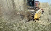 Miscanthus Harvest Alfalfa As Biomass Feedstock