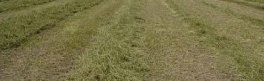 harvest separate: High fiber stems biomass feedstock