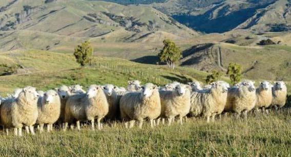 EWE FLOCK EFFICIENCY KPI Booklet Red Meat Profit Partnership 5 A combined indicator of flock fertility, feed quantity and quality, and management practices.