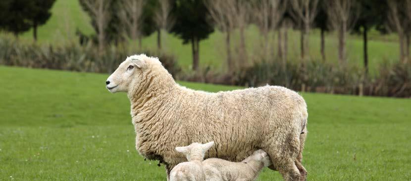 8 KPI Booklet Red Meat Profit Partnership LAMB SCANNING TO WEANING LOSS CONT... cont.