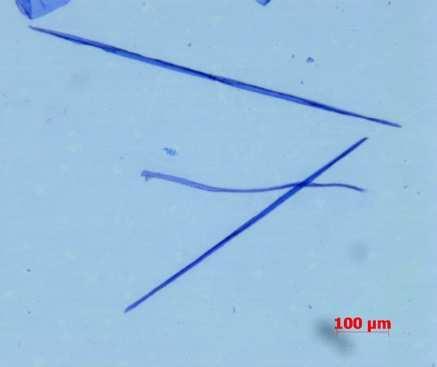 specimen intended for fibre length determination was macerated in 1:1 (v/v) mixture of glacial acetic acid and 30 % hydrogen peroxide.