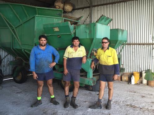 Matt Caspanello, Jeremy Caspanello & Ben Caspanello The first stage of planting started at the end of the last year with cleaning up of the old stool for fallow management to improve soil health.
