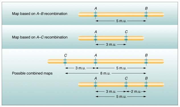 The distance between two genes is defined in map units: 1 map unit = 1% recombination Linkage data can be used to determine the
