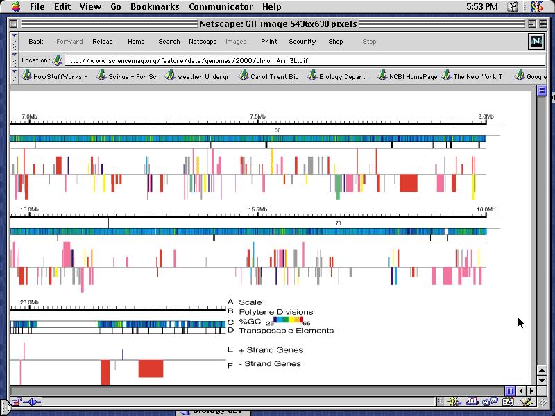 Presentation of the Drosophila genetic map in the publication reporting the