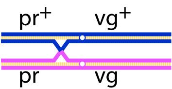 double helix) homologues