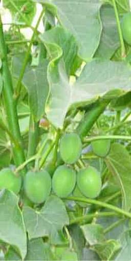 Jatropha: completed paper Large, perennial shrub/tree that produces non-edible seeds Seeds contain 30-40% oil that s ideal for biodiesel production One hectare of jatropha can produce 1,000 to 1,500