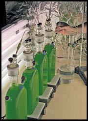 Sustainability of Algal Biofuels: Report to Congress Impressive Productivity: Microalgae can potentially produce 100 times more oil per acre than soybeans 10 times more any other terrestrial