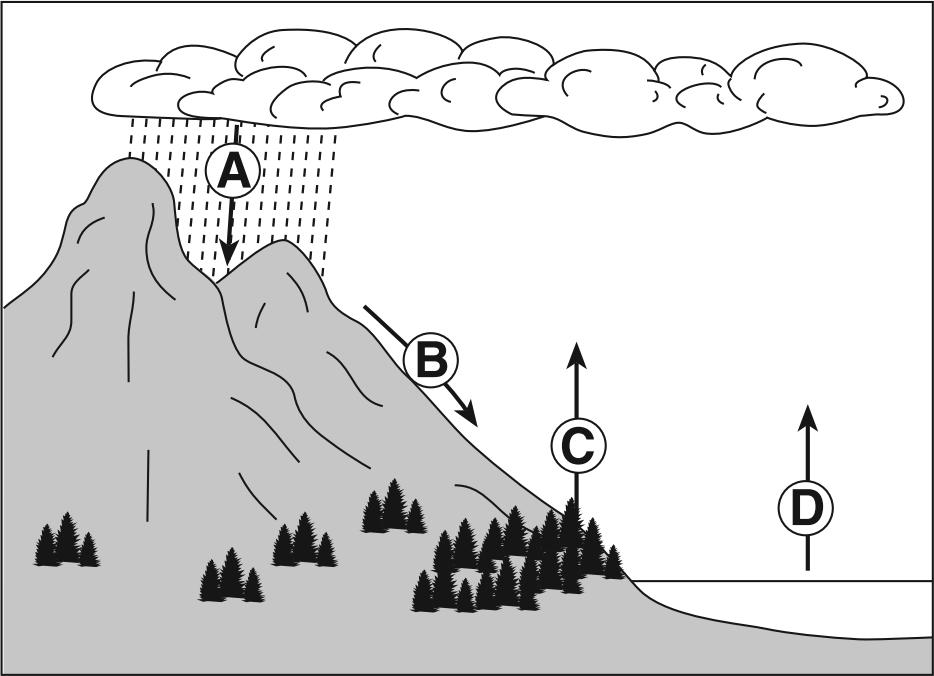 7. The arrows in the diagram below represent the movement of water in the water cycle. Which arrow represents the process of transpiration? A. A B. B C. C D. D 8.