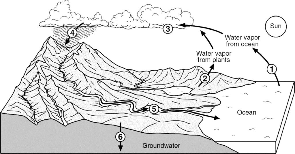 15. The diagram below shows a model of the water cycle. The arrows show the movement of water molecules through the water cycle.