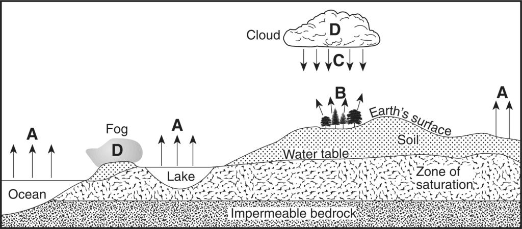 16. Base your answer(s) to the following question(s) on the cross section below, which represents part of Earth s water cycle. Letters A, B, C, and D represent processes that occur during the cycle.
