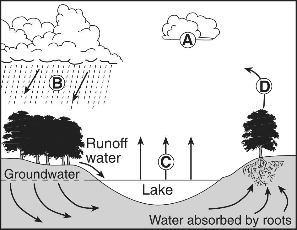 21. Explain two roles of plants in the water cycle. 22. The letters A through D in the cross section below represent four of the processes that are part of the water cycle.