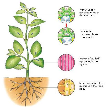 Transpiration Dominates the Evaporation Process Trees have: Large surface area More turbulent