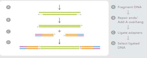 Illumina Prep Flow cell prep: Coat flow cell with primers for bridge PCR DNA prep