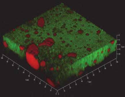 Figure 8. Biofilm formed when exposed to shear stress in the range of 0.36 0.39 Pa. Green indicates bacteria and red indicates hexadecane droplets.