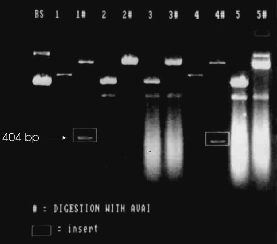 216 PTP-1B pbluescript II KS+ clone selection Five white colonies were selected and grown overnight in LB broth. Cultures were centrifuged at 3000g for 10 minutes and plasmids extracted.