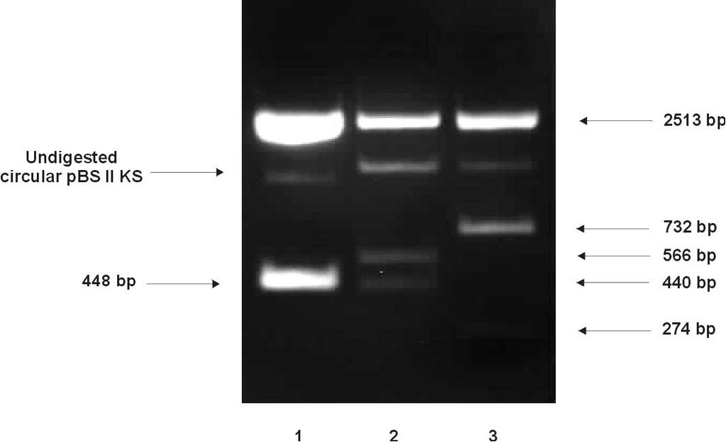 217 PTP-1B pbluescript II KS+ clone orientation check Positive clones were digested with PVU II restriction endonuclease to allow the orientation of PTP-1B inserts to be determined.