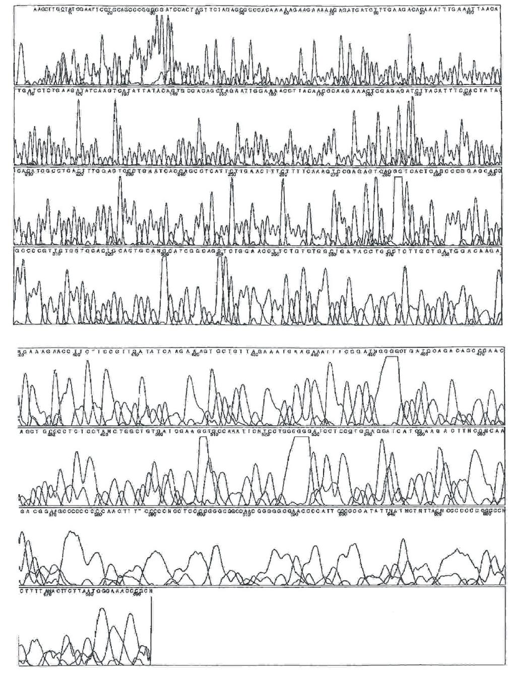 219 pbluescript KS+ PTP-1B clone sequencing The A-B orientated PTP-1B (558 bp) clone of pbluescript was sequenced using KS primers (figure 56(b)).