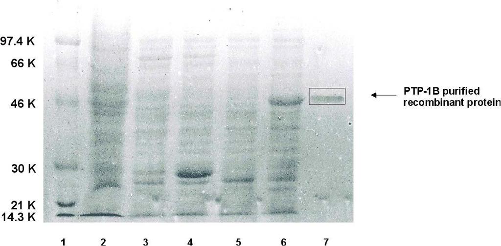 226 Expression of PTP-1B recombinant protein BL-21 E.coli were transformed with a purified PTP-1B pgex-4t-1 clone and stimulated with IPTG for 3 hours.