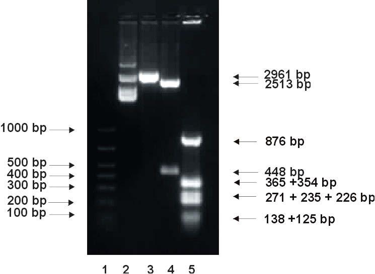 210 RESULTS Restriction endonuclease digestion of pbluescript Bluescript II KS +/- plasmid was grown in Top 10 E.