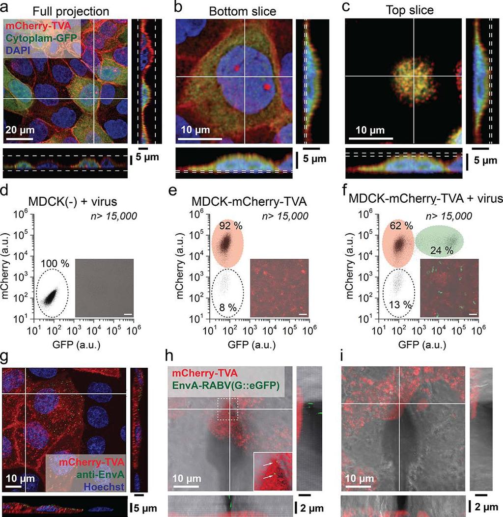Supplementary Fig. 1 Validation of MDCK-TVA cells and EnvA-RABV(ΔG) virusbinding, transduction and AFM tip functionalisation.