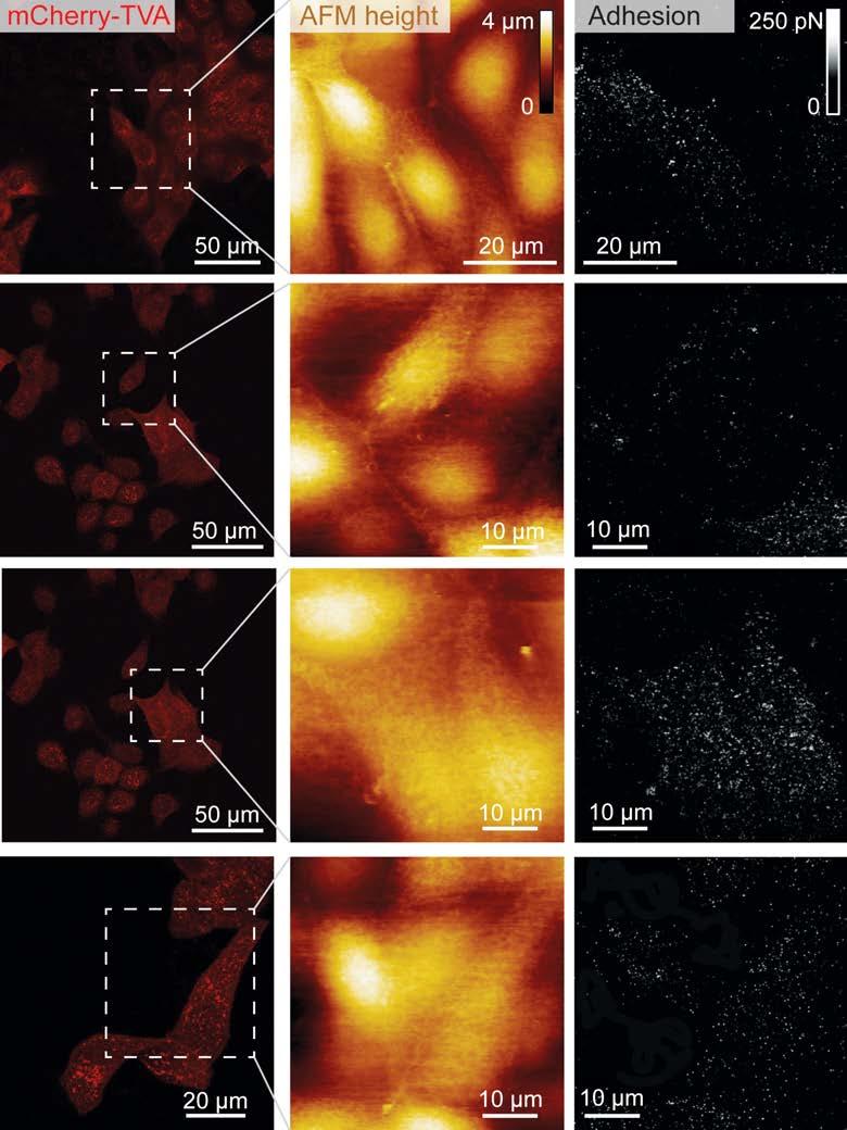 Supplementary Fig. 4 Mapping EnvA-RABV( G) virus binding to MDCK-TVA cells using correlative confocal microscopy and FD-based AFM.