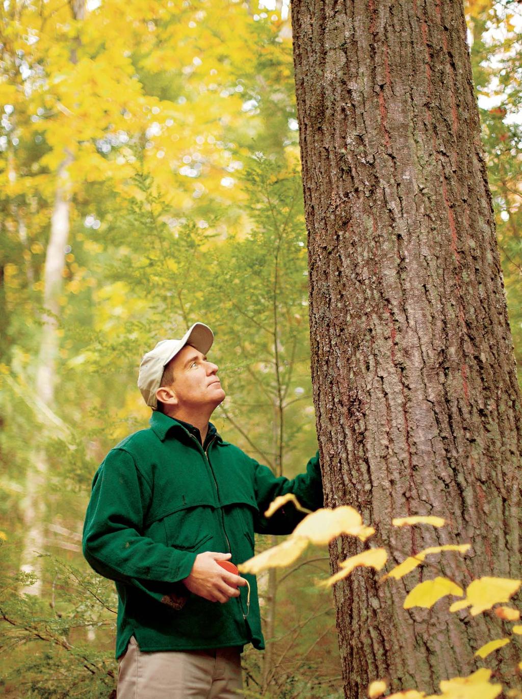 Danzer Group is continuing to purchase sustainably managed hardwood forests aimed at securing our raw materials for the long term. for decades and are constantly building new partnerships.