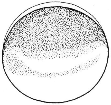 12 H. Sive MIT 2006 egg (0h) early blastula (4h) late blastula (8h) cleavage, determination Stages in development