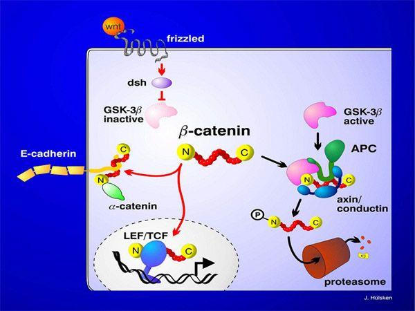 27 Wnt signaling pathway 28 V H. Sive MIT 2006 Regulators of!-catenin? GBP + Dsh 1. Positioning inhibit GSK3 dorsal which phosphorylates!